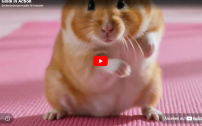 Hamsti beim Workout